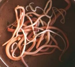 Parasitos intestinais