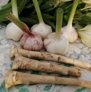 Rhiaradish e allo contra Lamblia