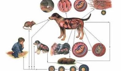 Causas e formas de infección con vermes