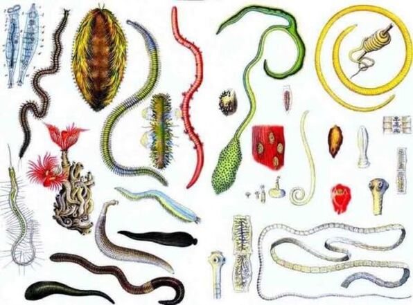 tipos de parasitos humanos