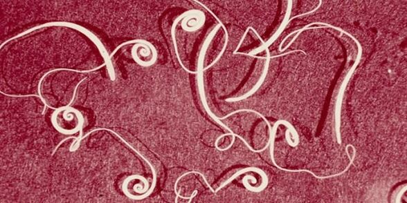 foto de parasitos humanos